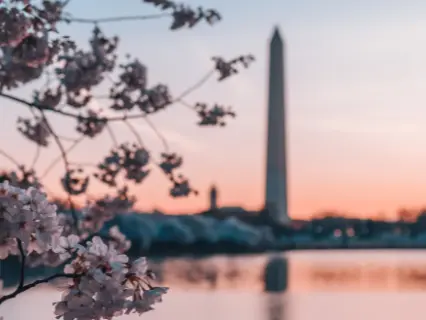 cherry blossom view in DC